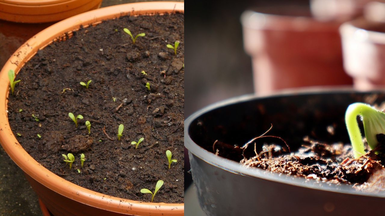 Reutiliza la tierra de tus macetas