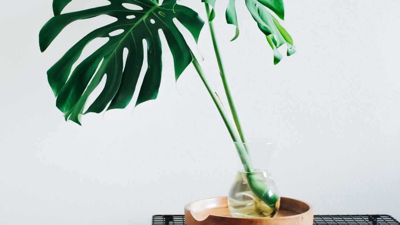 Como revivir una planta con 3 tips 