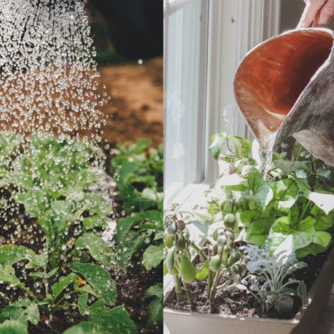 como revivir a una planta con exceso