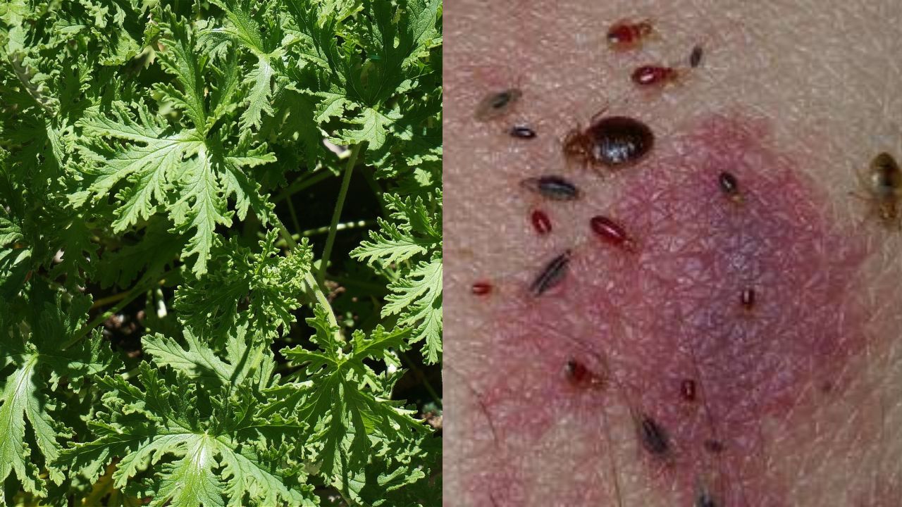 Trapear con citronella ahuyenta chinches, moscas y cucarachas