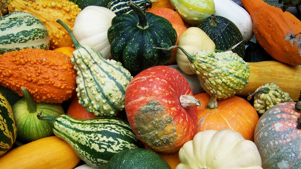 Conoce el tipo de calabazas que tienes 