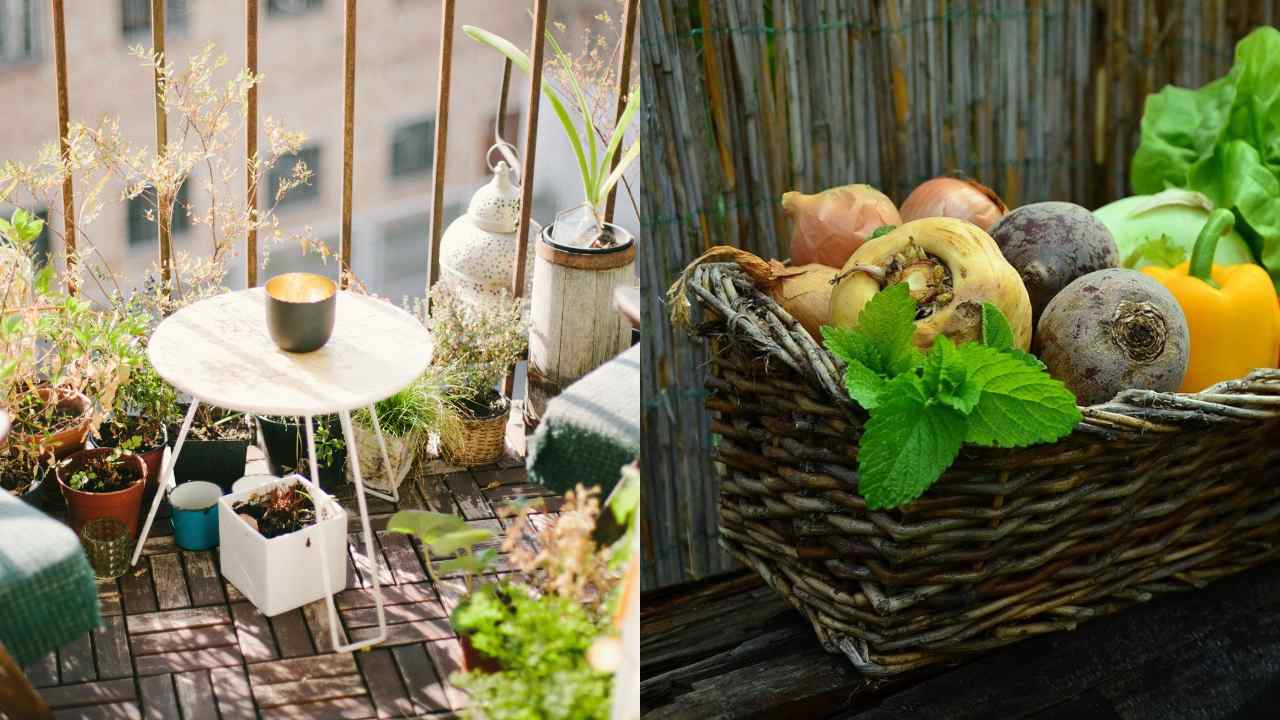 Cultiva hortalizas en tu balcón: Te decimos cómo empezar