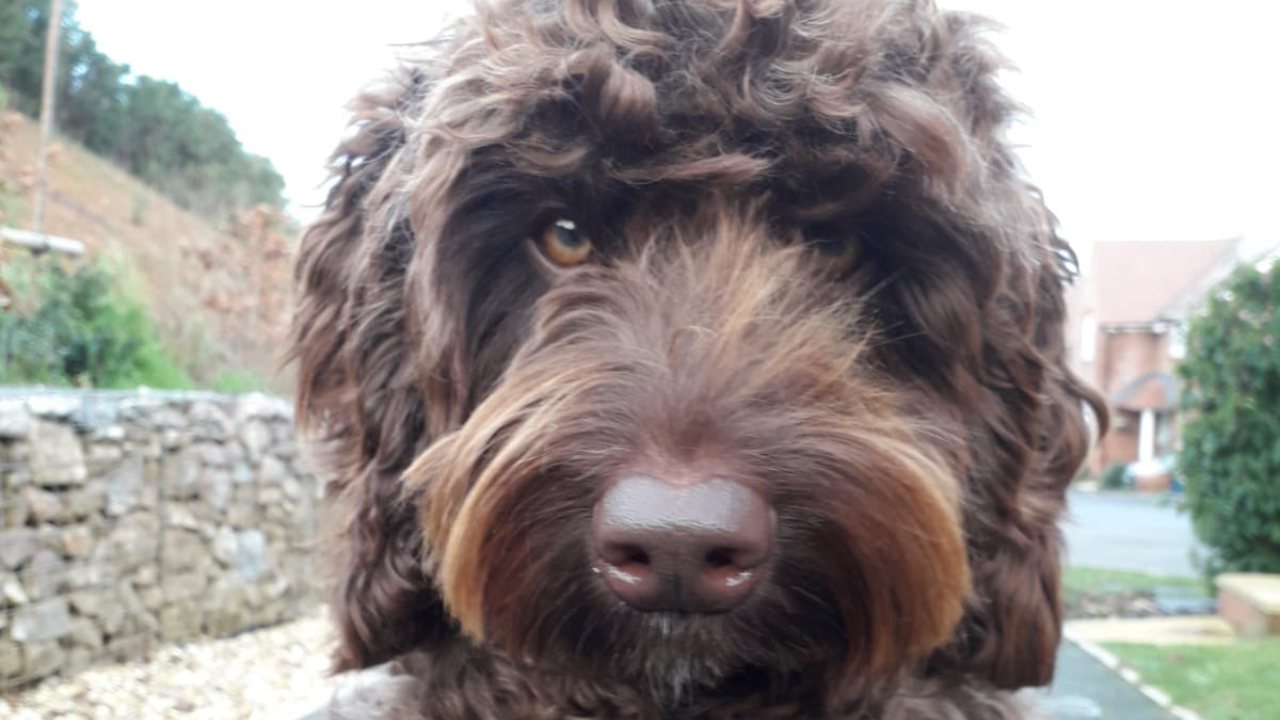 Conoce a Digby, perro de terapia