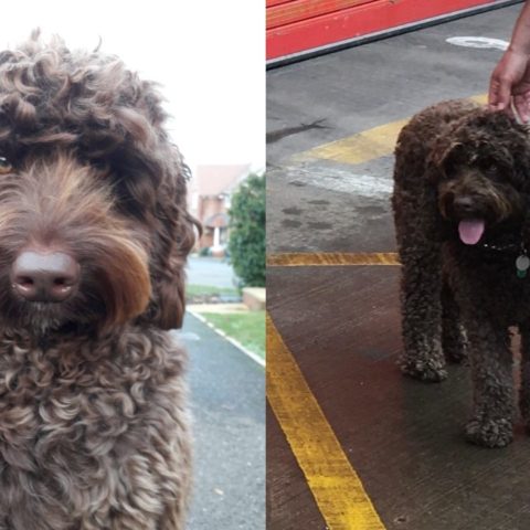 digby perro de terapia que salvó a mujer en Inglaterra