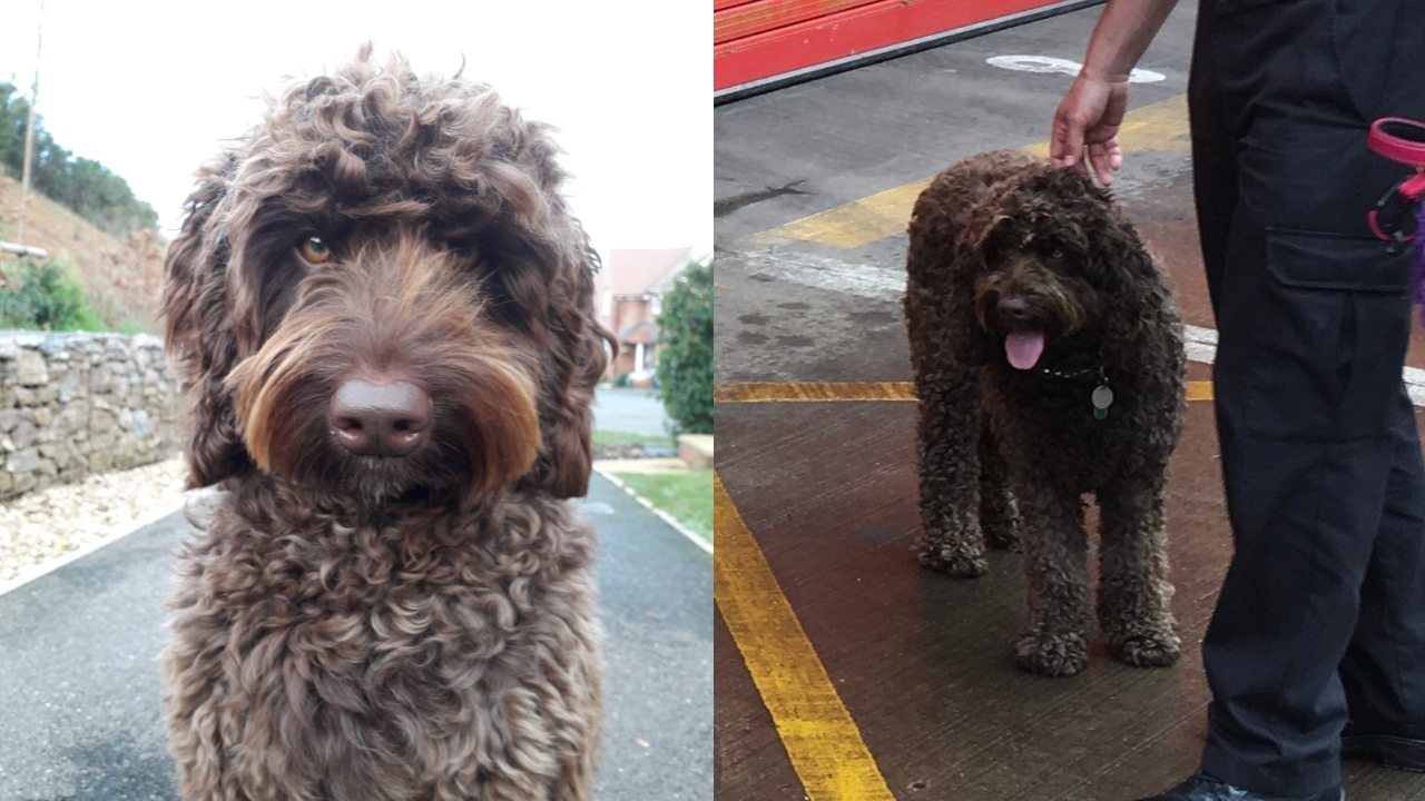 digby perro de terapia que salvó a mujer en Inglaterra