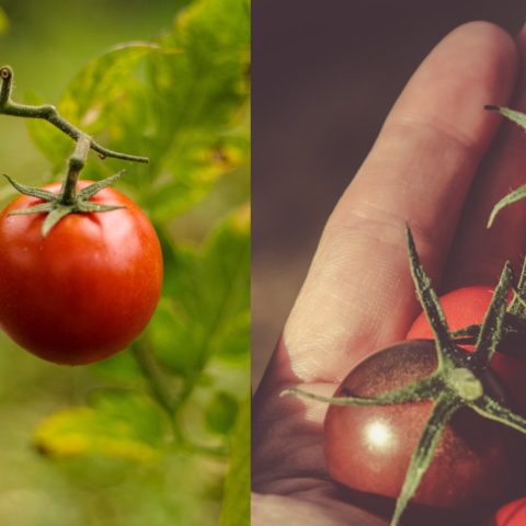 Errores comunes al plantar tomates