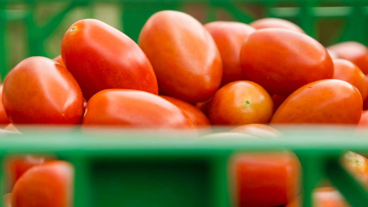 Cuida estos pasos antes de cultivar 