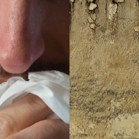 humedad en paredes puede provocar enfermedades peligros