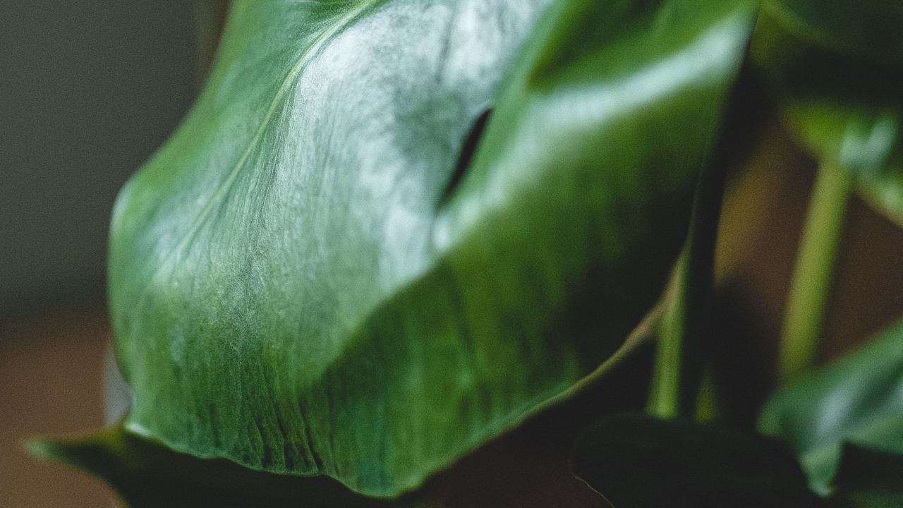 Plantas más caras del mundo