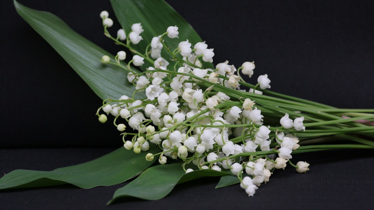 Plantas más caras del mundo