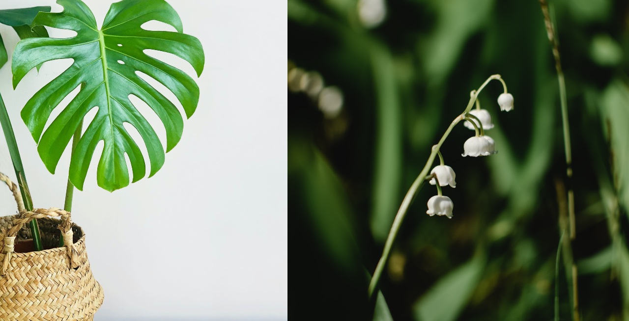 Plantas más caras del mundo