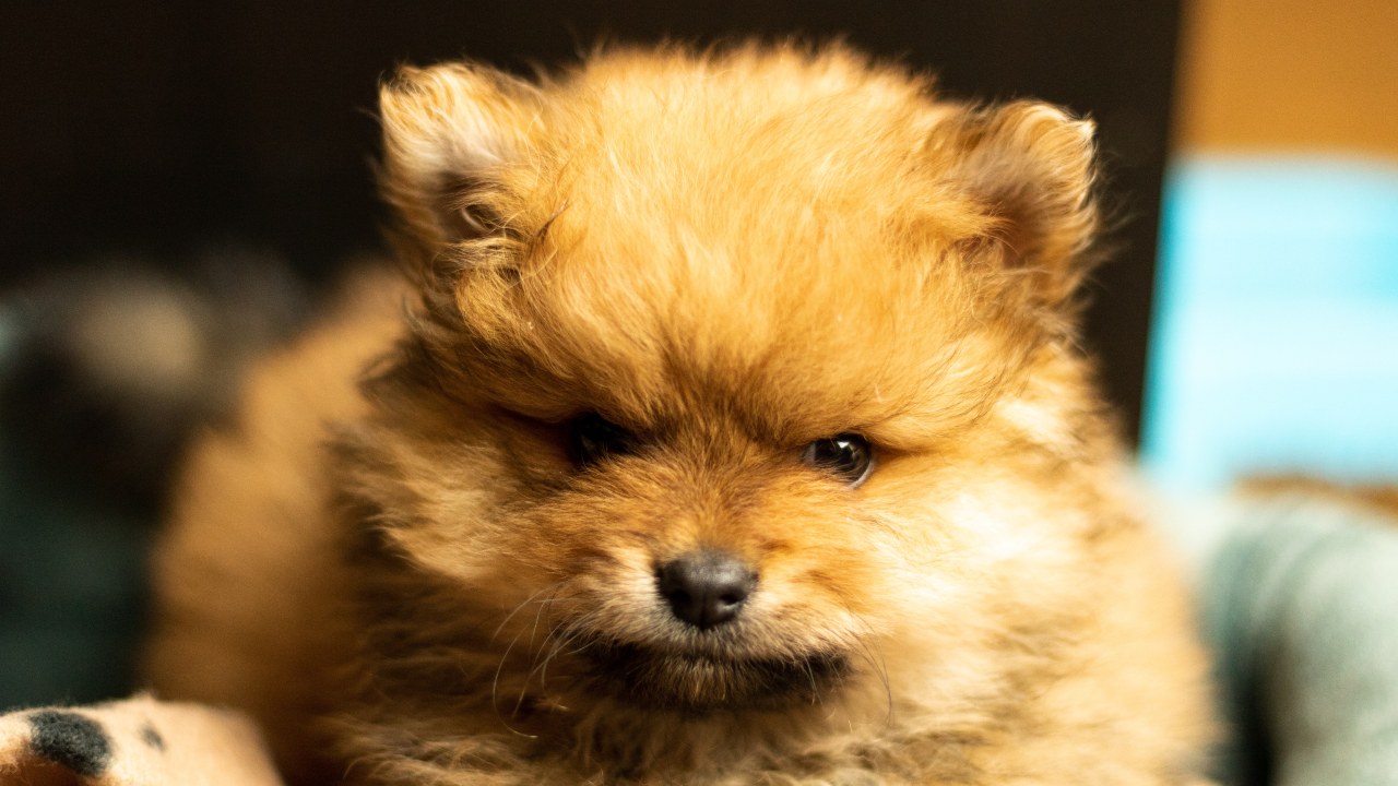 Perros que duran muchos años