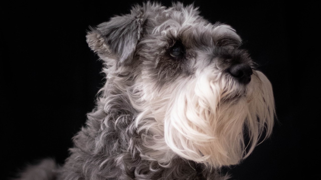 Las razas de perros que más viven