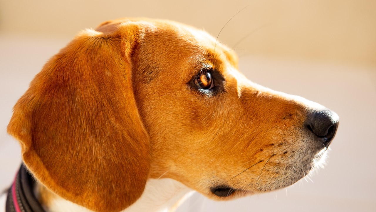 Razas de perros que viven mucho