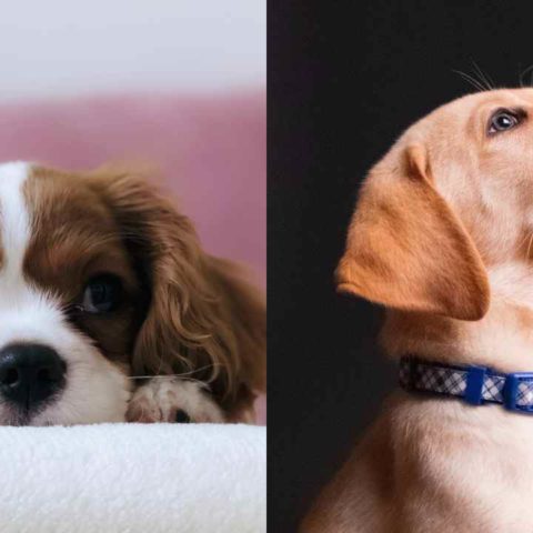 Cómo entrenar a tus perros con vinagre