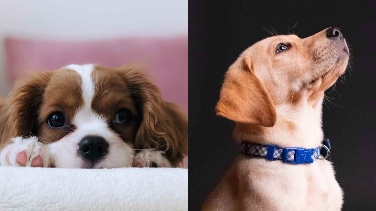 Cómo entrenar a tus perros con vinagre