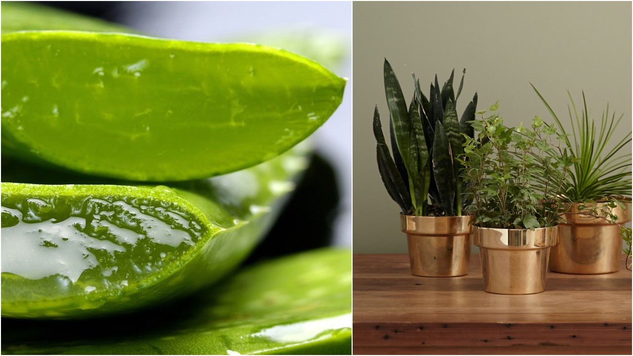 Fertilizante con aloe vera ayuda plantas