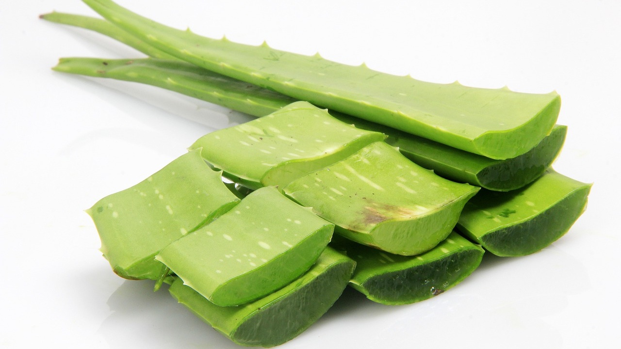 Fertilizante para plantas con aloe vera