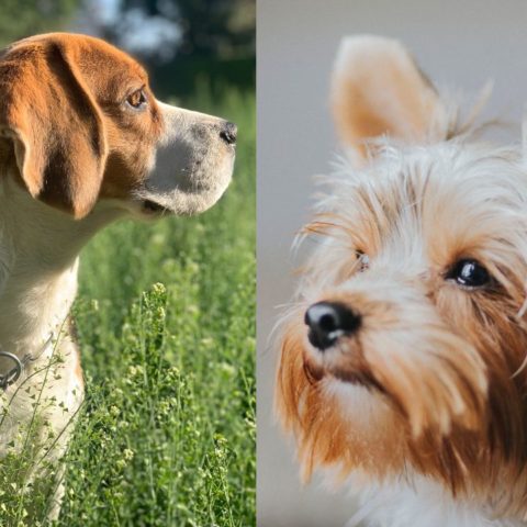 Razas de perro que viven más te acompañarán siempre