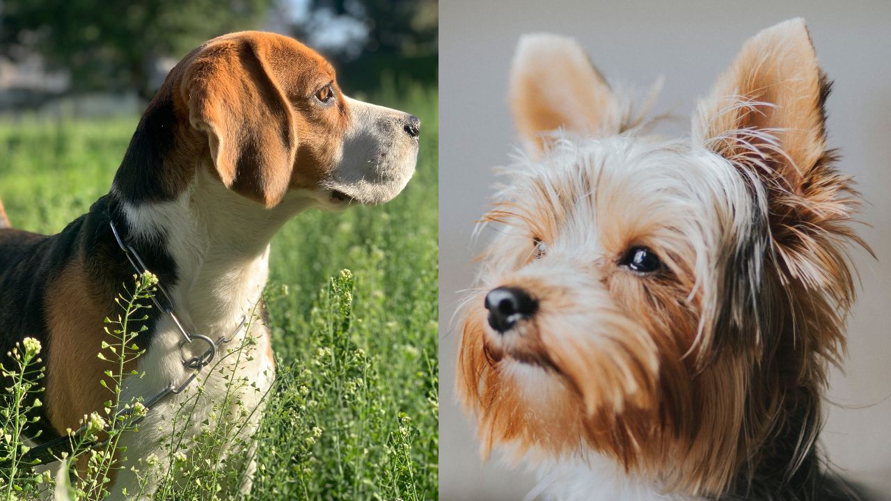 Razas de perro que viven más te acompañarán siempre