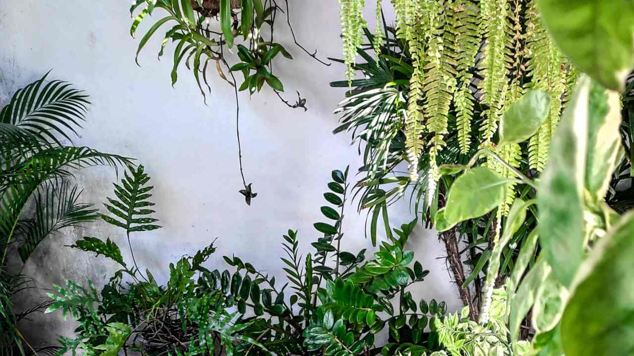 Remedios caseros para cochinillas 