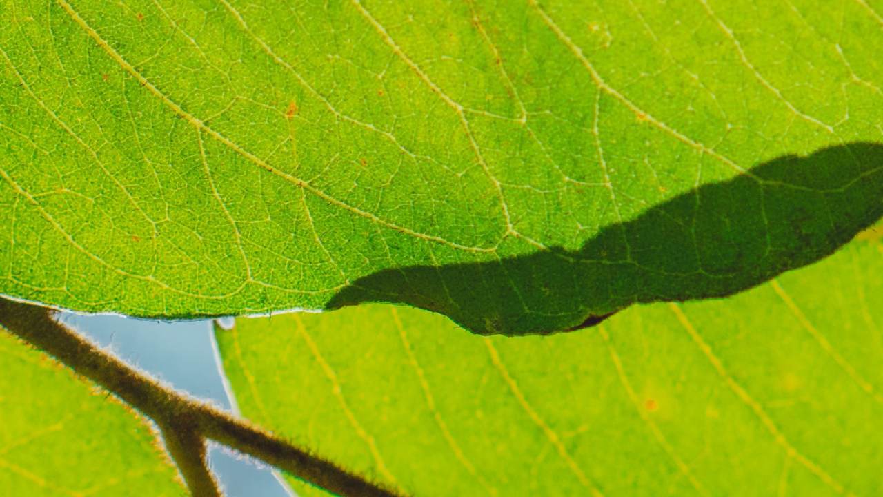 Remedios para cochinillas en plantas
