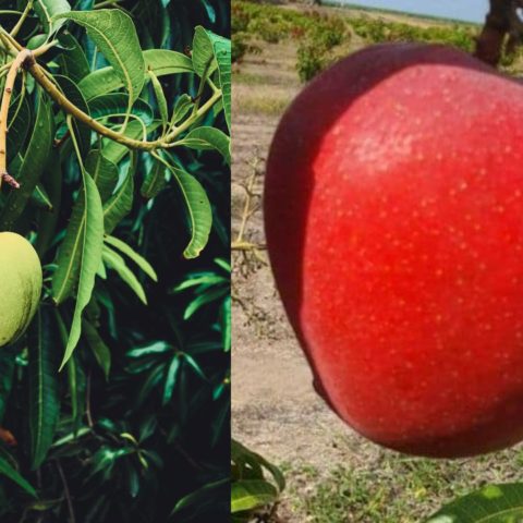 Conoce el mango más caro del mundo