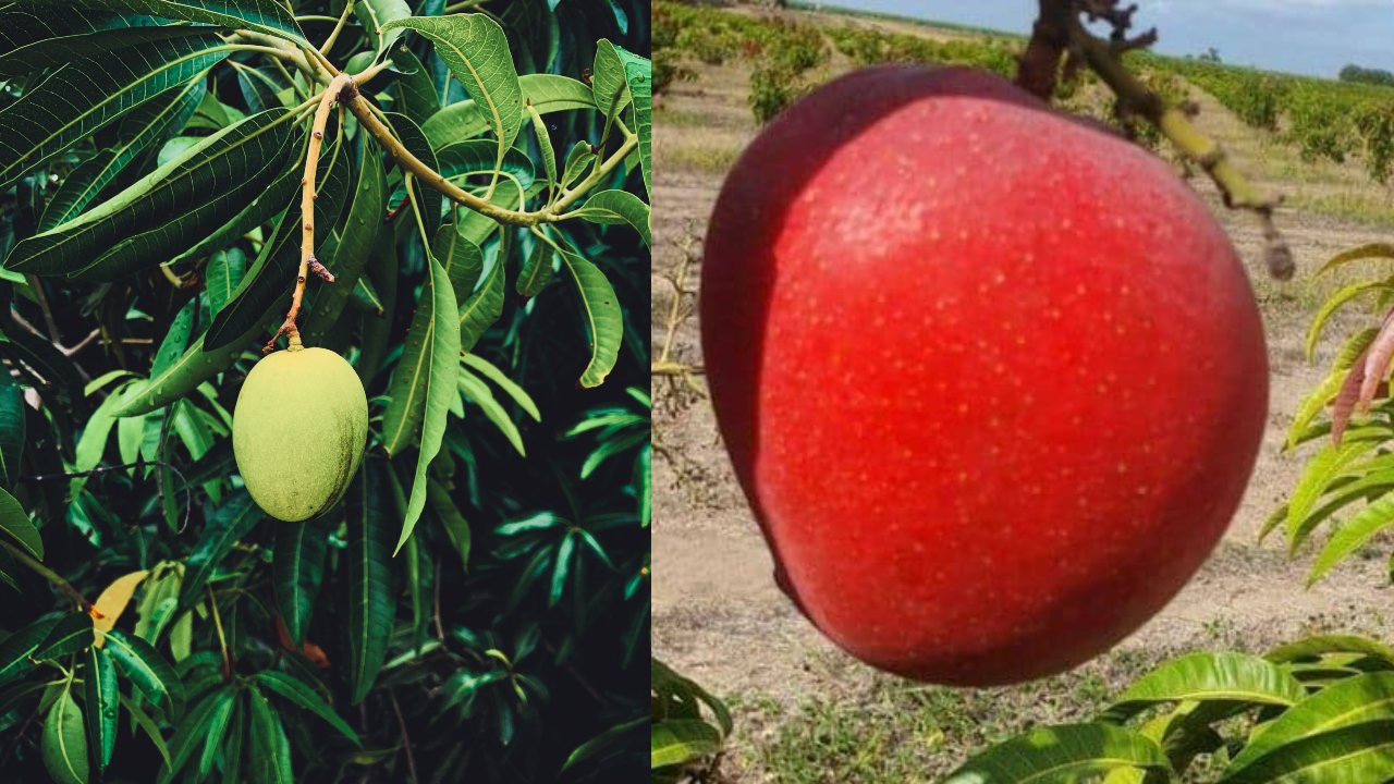 Conoce el mango más caro del mundo