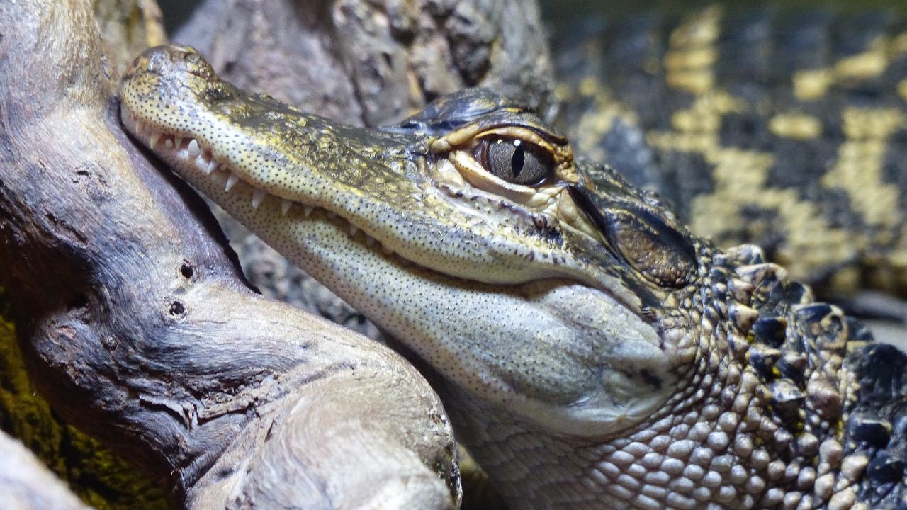 significado de soñar con cocodrilos