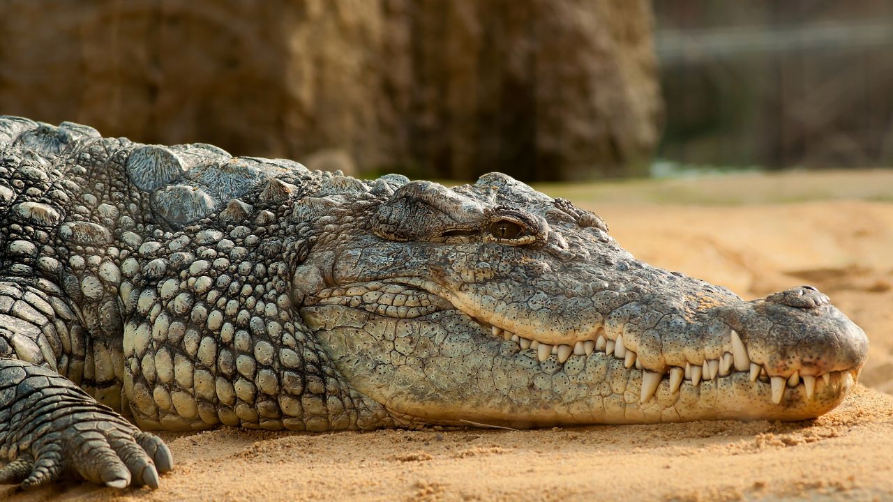 soñar con cocodrilos significado