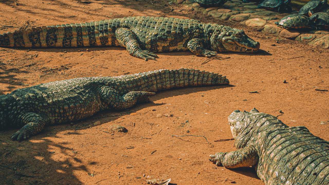 que significa soñar con cocodrilos