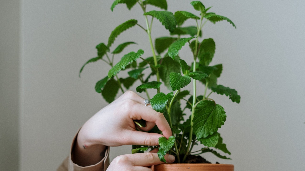 Usos del agua oxigenada en tus plantas