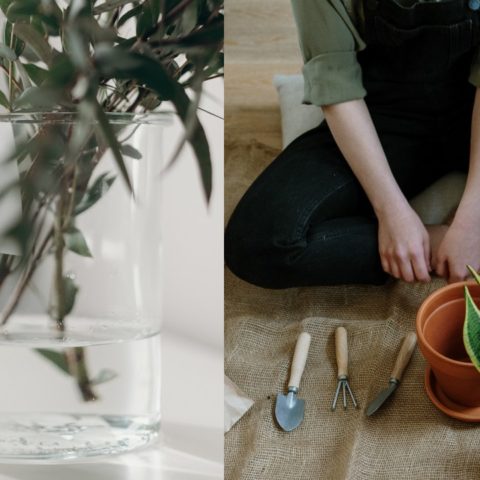 Usos del agua oxigenada para tus plantas