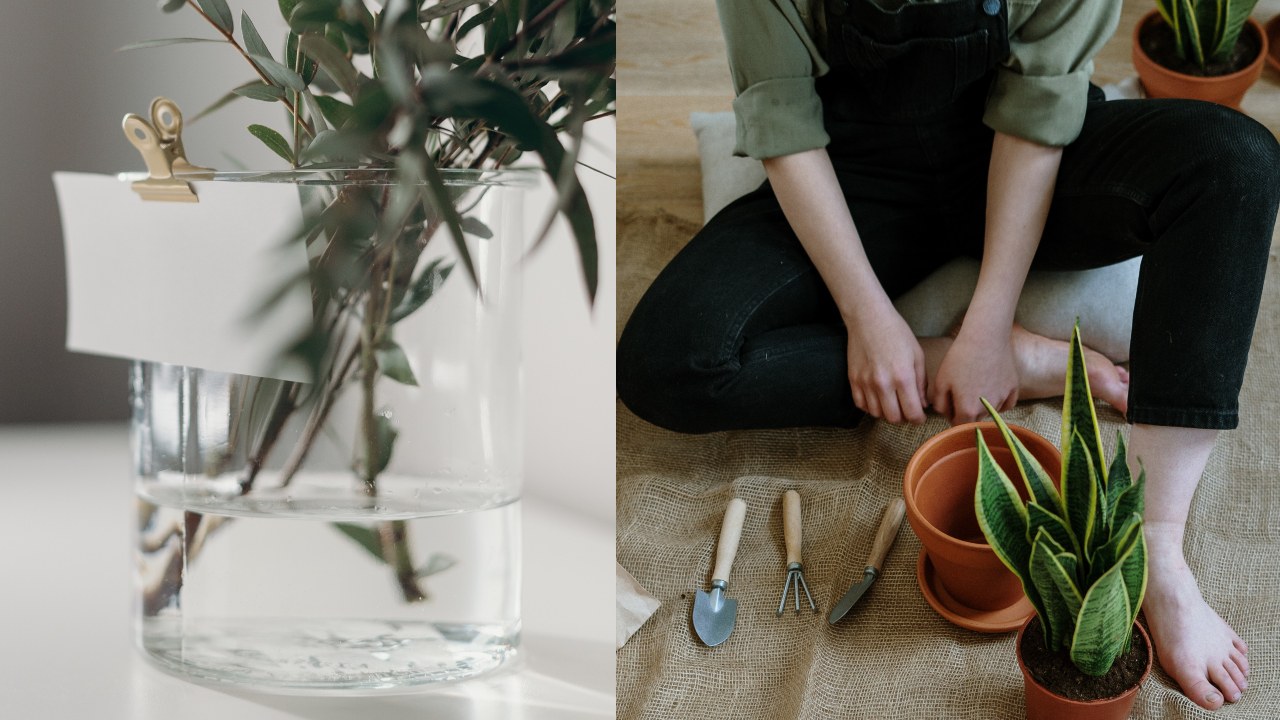 Usos del agua oxigenada para tus plantas