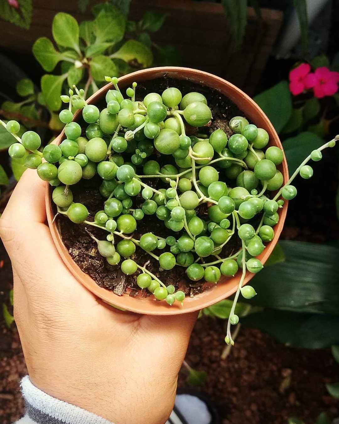 qué tipo de suculentas colgantes son mejores