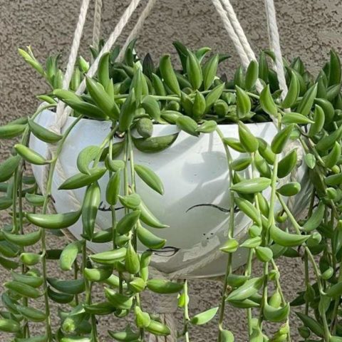 qué plantas suculentas puedes poner en tu hogar