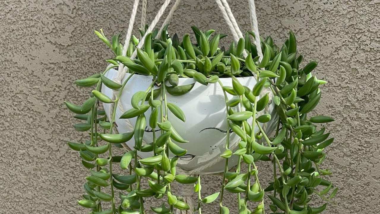 qué plantas suculentas puedes poner en tu hogar