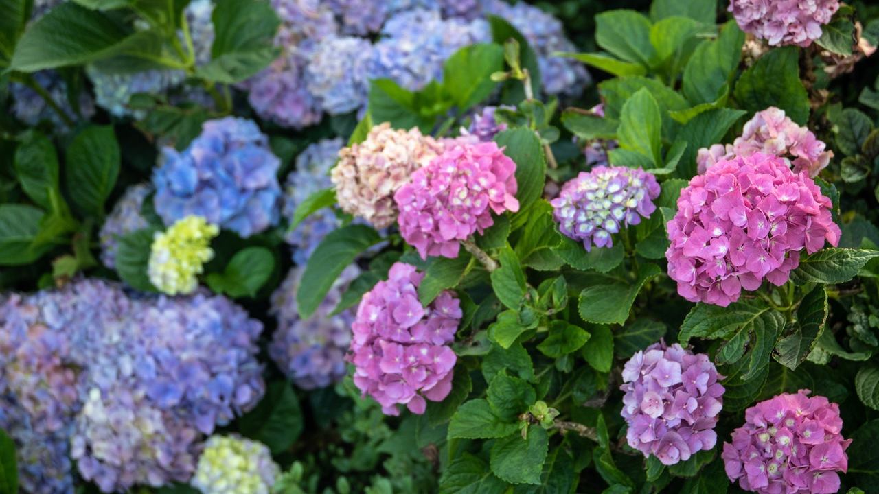 cómo cuidar las hortensias de manera correcta