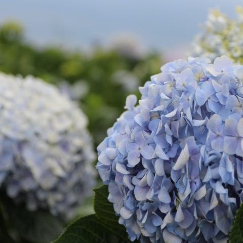 datos sobre las plantas hydrangeas