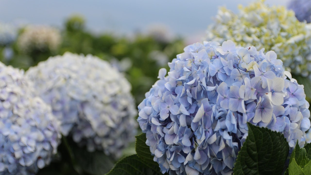 datos sobre las plantas hydrangeas