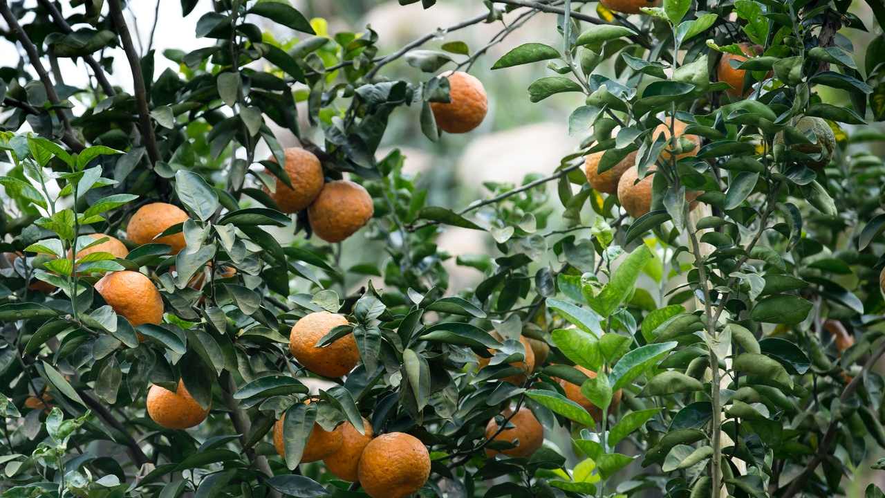 árbol de mandarina enano