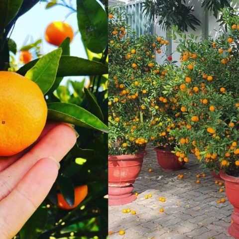 como cultivar árbol de mandarina en macetaa