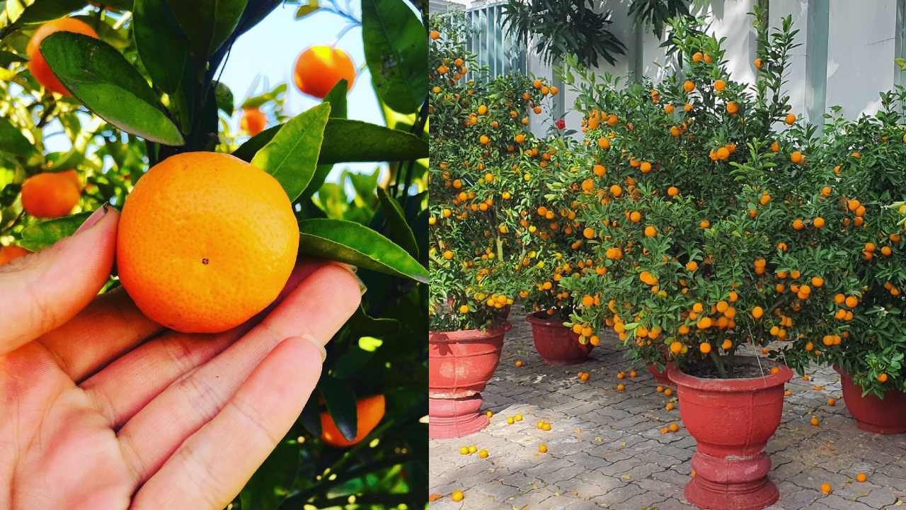 como cultivar árbol de mandarina en macetaa