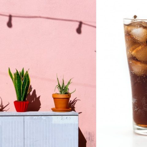 refresco de cola como potente insecticida para plantas