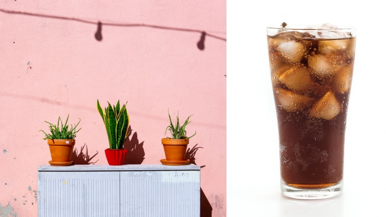 refresco de cola como potente insecticida para plantas