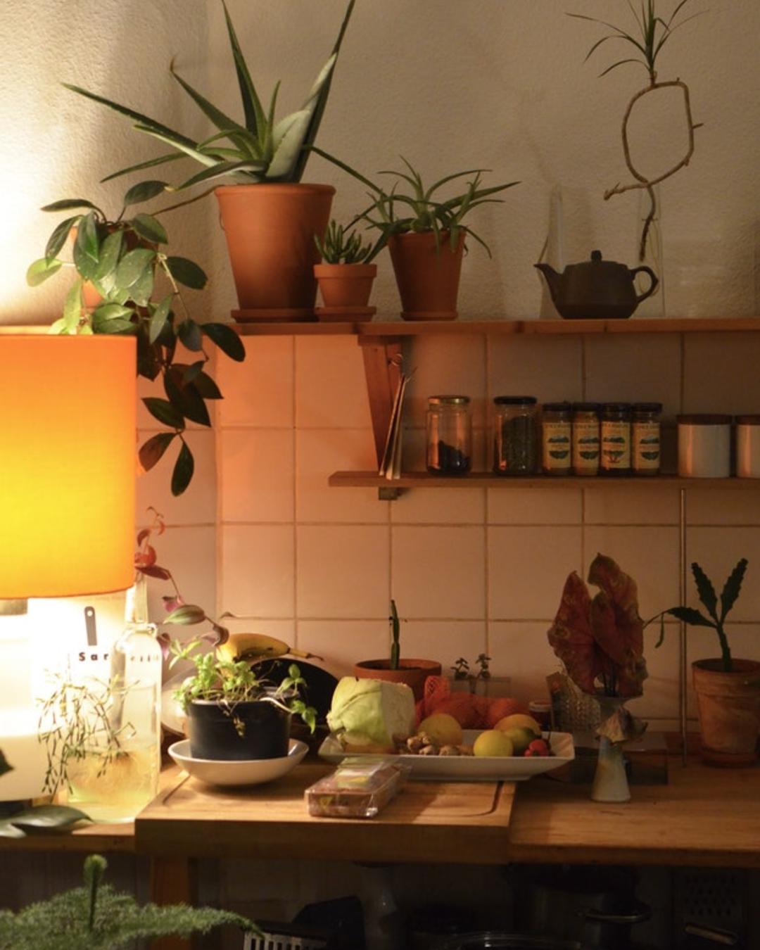 por qué debo tener plantitas al cocinar