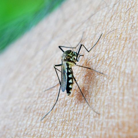 como ahuyentar mosquitos de tu casa remedios eliminar