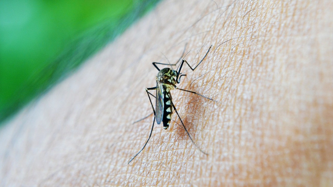 como ahuyentar mosquitos de tu casa remedios eliminar