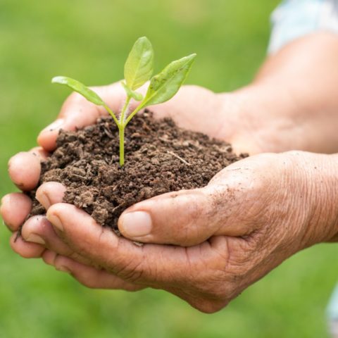 cómo hacer abono en casa para plantas