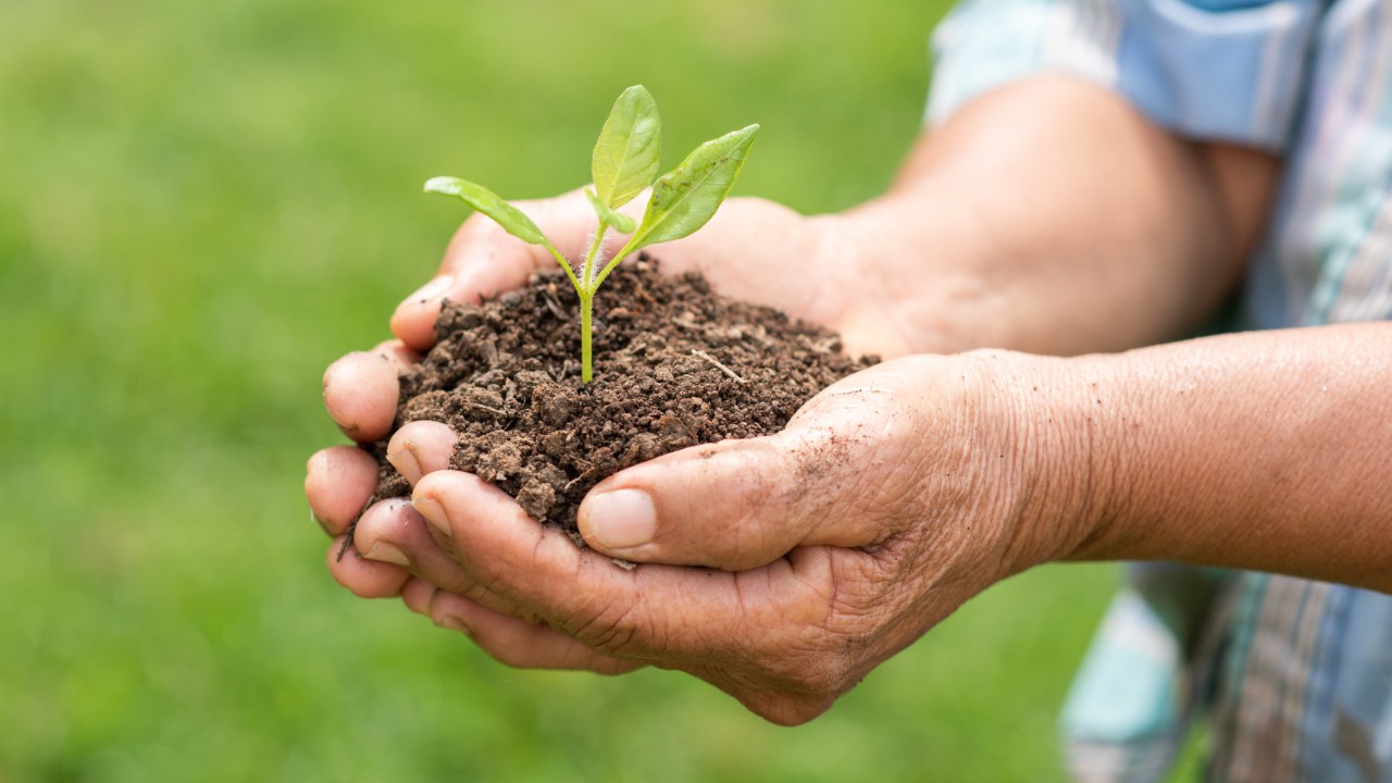 cómo hacer abono en casa para plantas